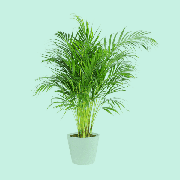 Areca Palmier